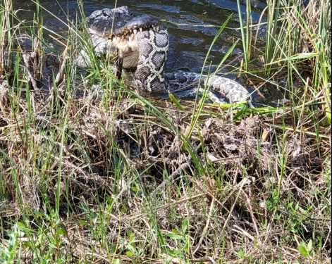 Кърваво зрелище: Алигатор изяде огромен питон пред очите на посетителите на парк СНИМКИ