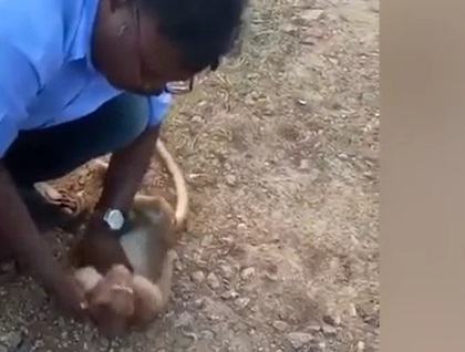 Таксиджия спаси маймуна, разкъсана на парчета от кучета, като й прави сърдечен масаж ВИДЕО