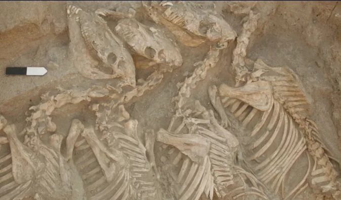 Археолози откриха първото хибридно животно, живяло преди 4500 години