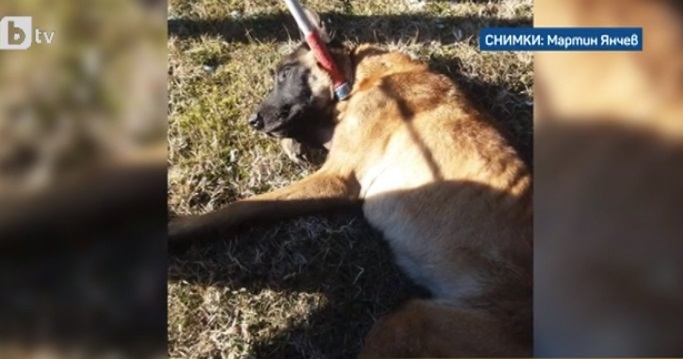 Жестокост: Откриха оковано куче на Околовръстното на София, изтезавали го няколко седмици ВИДЕО
