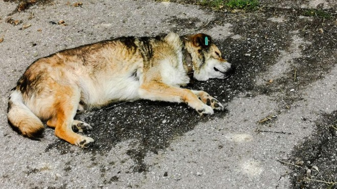 Див селянин застреля куче в Пловдивско 