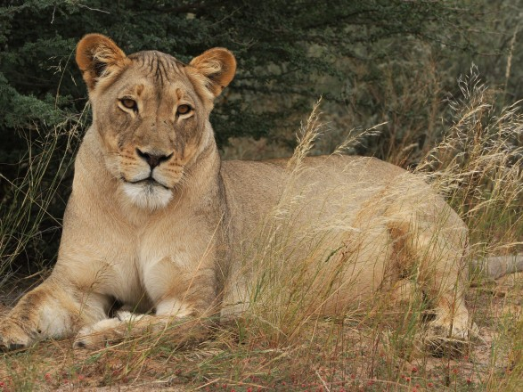 Лъвица уби гледачка в зоопарк и след това избяга с лъв