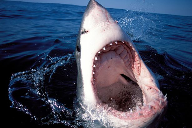 Заснеха първата смъртоносна бяла акула във водите на Великобритания СНИМКИ