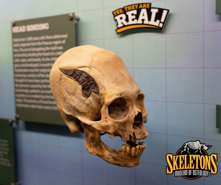 Чипират ни от хиляди години! Мистериозен череп потресе учените СНИМКИ