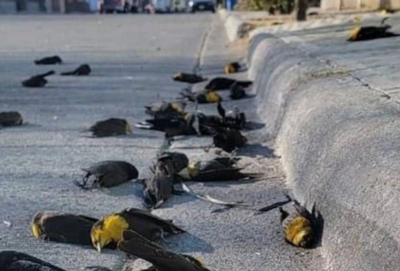Мистерия: Безброй птици внезапно паднаха мъртви от небето ВИДЕО 18+