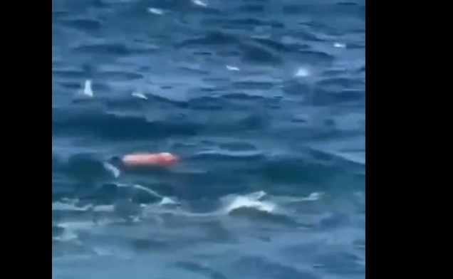 Зловещо ВИДЕО 18+: Бяла акула разкъса плувец пред очите на плажуващи