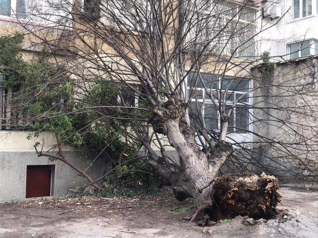 Дърво се срути върху жилищна сграда във Варна