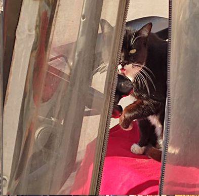 Успя ли котка да подкара мотокар в Кърджали СНИМКА
