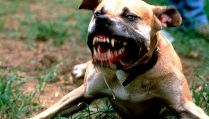 Кървава баня! Куче убиец разкъса дакел и шпиц пред погледа на стопаните им 