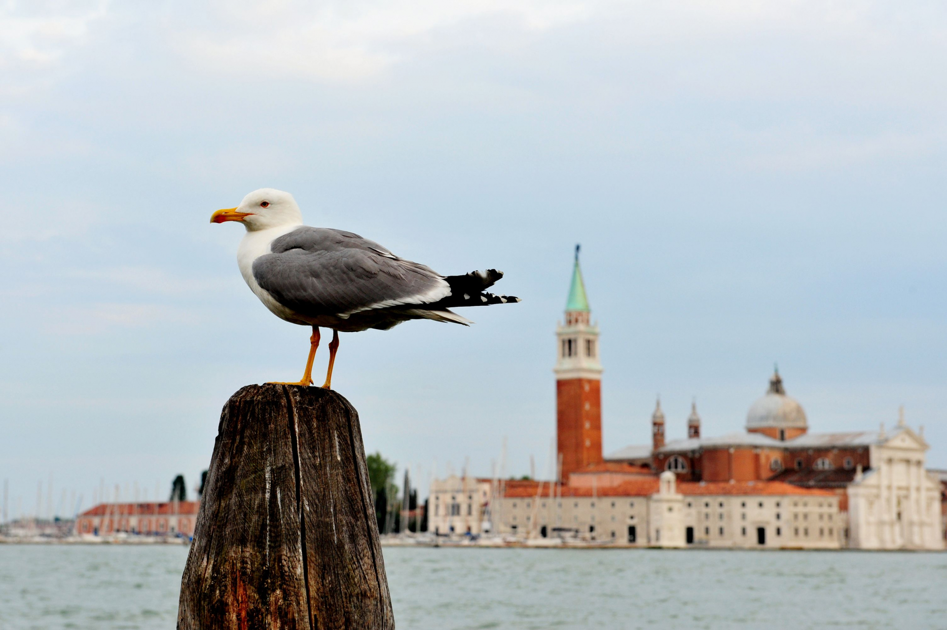 Защо туристите стрелят по чайките във Венеция