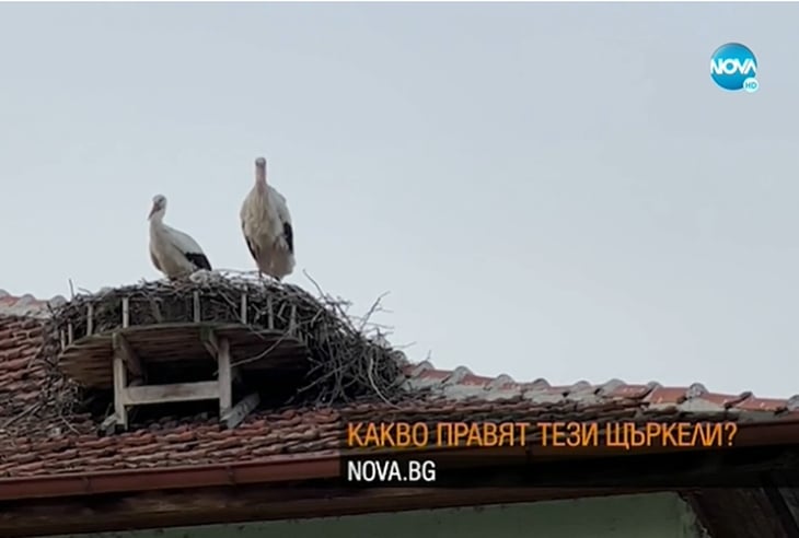 Ники Василковски хвана водеща на Нова тв на тясно и заговори за секс в ранна заран