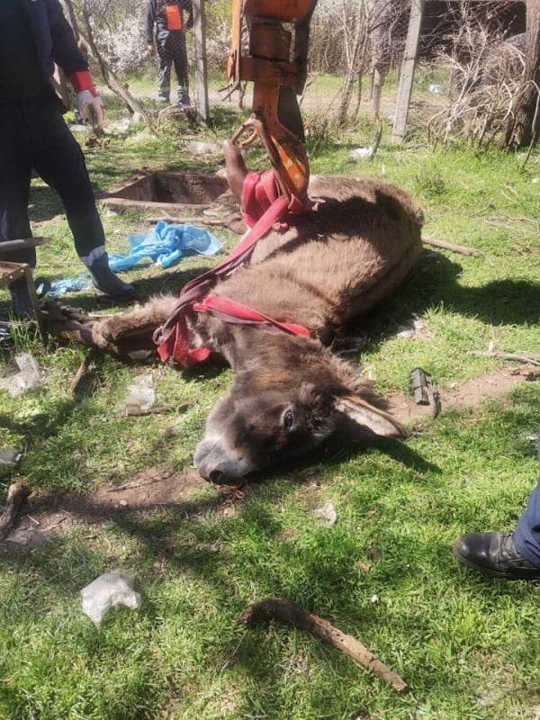 Такава зрелищна акция заради магаре не се вижда всеки ден ВИДЕО 