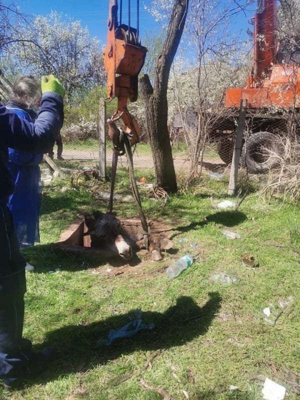 Такава зрелищна акция заради магаре не се вижда всеки ден ВИДЕО 