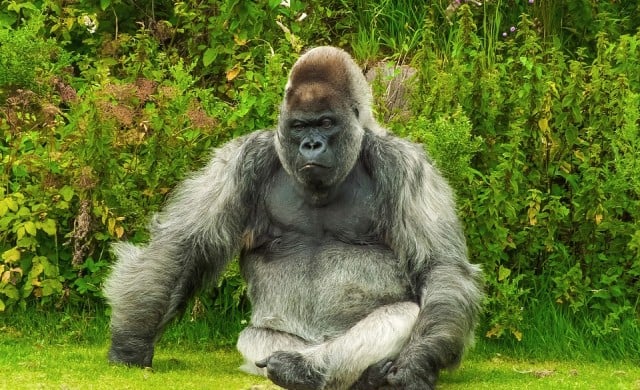 Не е за вярване какво се случва с най-възрастната горила в света ВИДЕО
