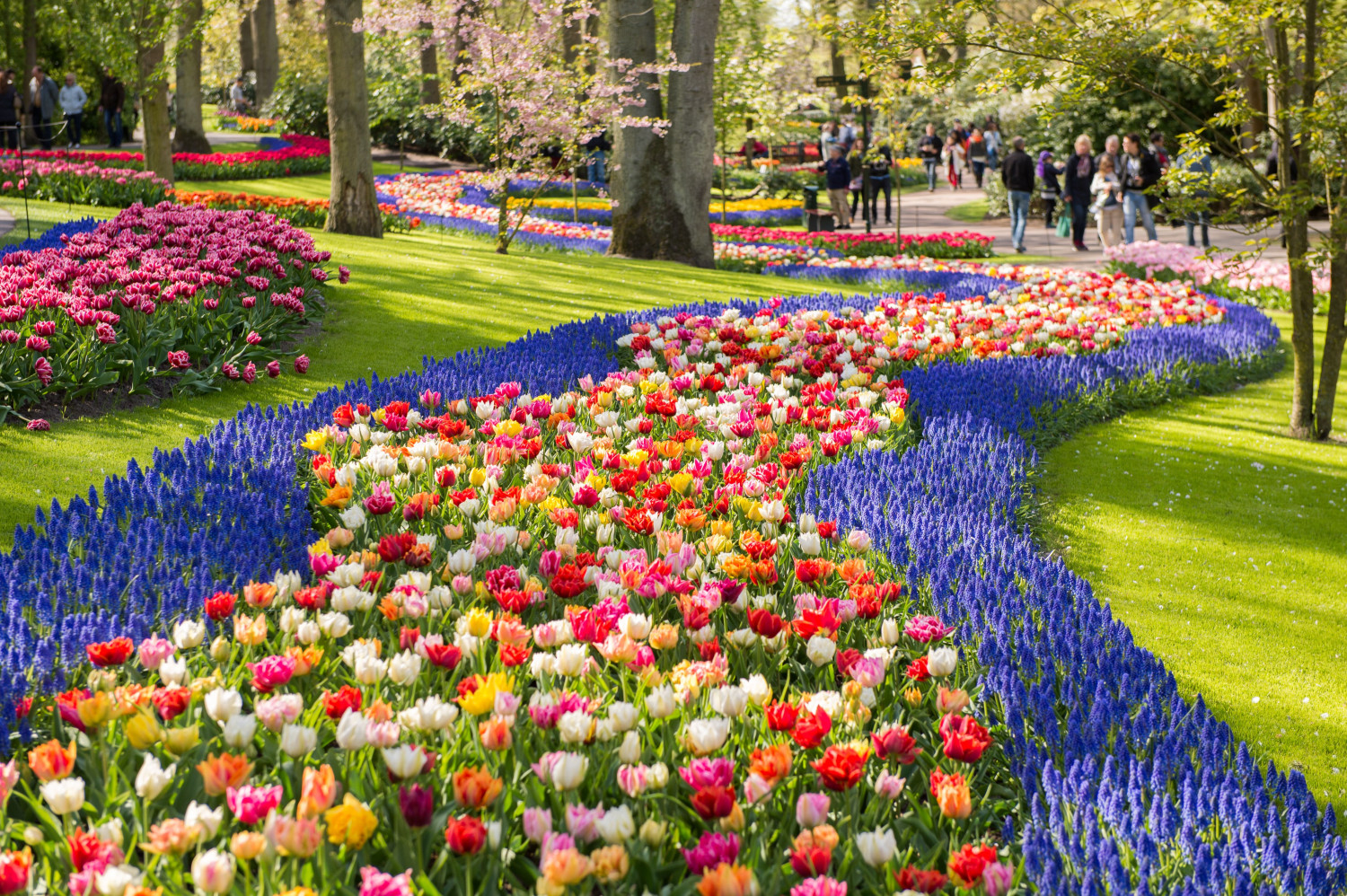 Най-големият парк с лалета в света – истински пролетен спектакъл