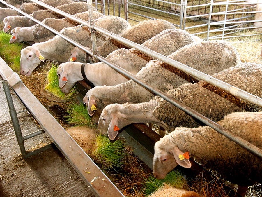 Пишлигари задигнаха 3 агнета и 7 овце от ферма, полицаи още търсят 5 от животните