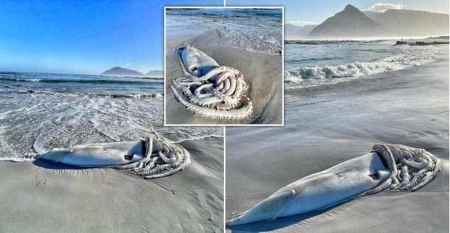 Гигантско чудовище със зъби като бръснач изплаши до смърт плажуващи на... СНИМКИ 
