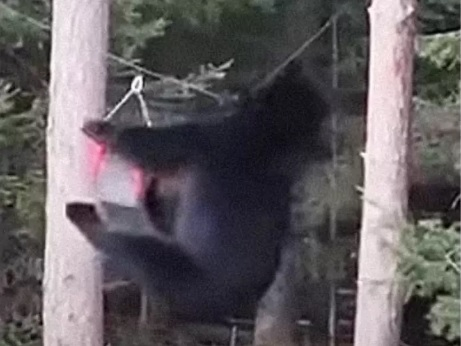 Гладен мечок разсмя мрежата с уменията си, вижте какво направи ВИДЕО