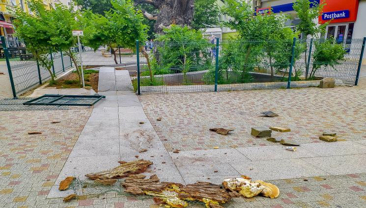 Тежко дрогиран се барикадира в корубата на вековно дърво в Сливен и стана страшно СНИМКА