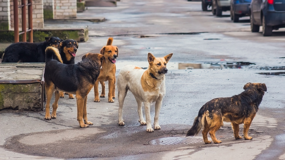 Бездомни кучета разкъсаха джип на парчета СНИМКИ