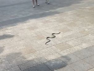 Змия изпълзя от плик, оставен от жена в центъра на Плевен. Защо? СНИМКИ