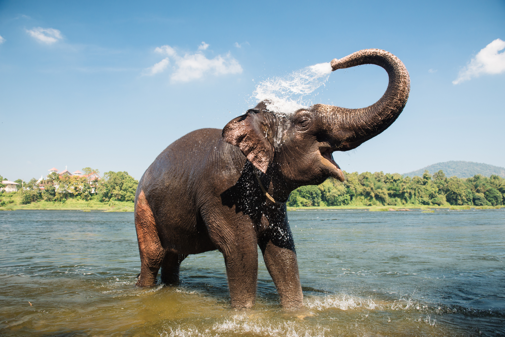 Зловеща смърт: Слон уби невинен мъж по нелеп начин
