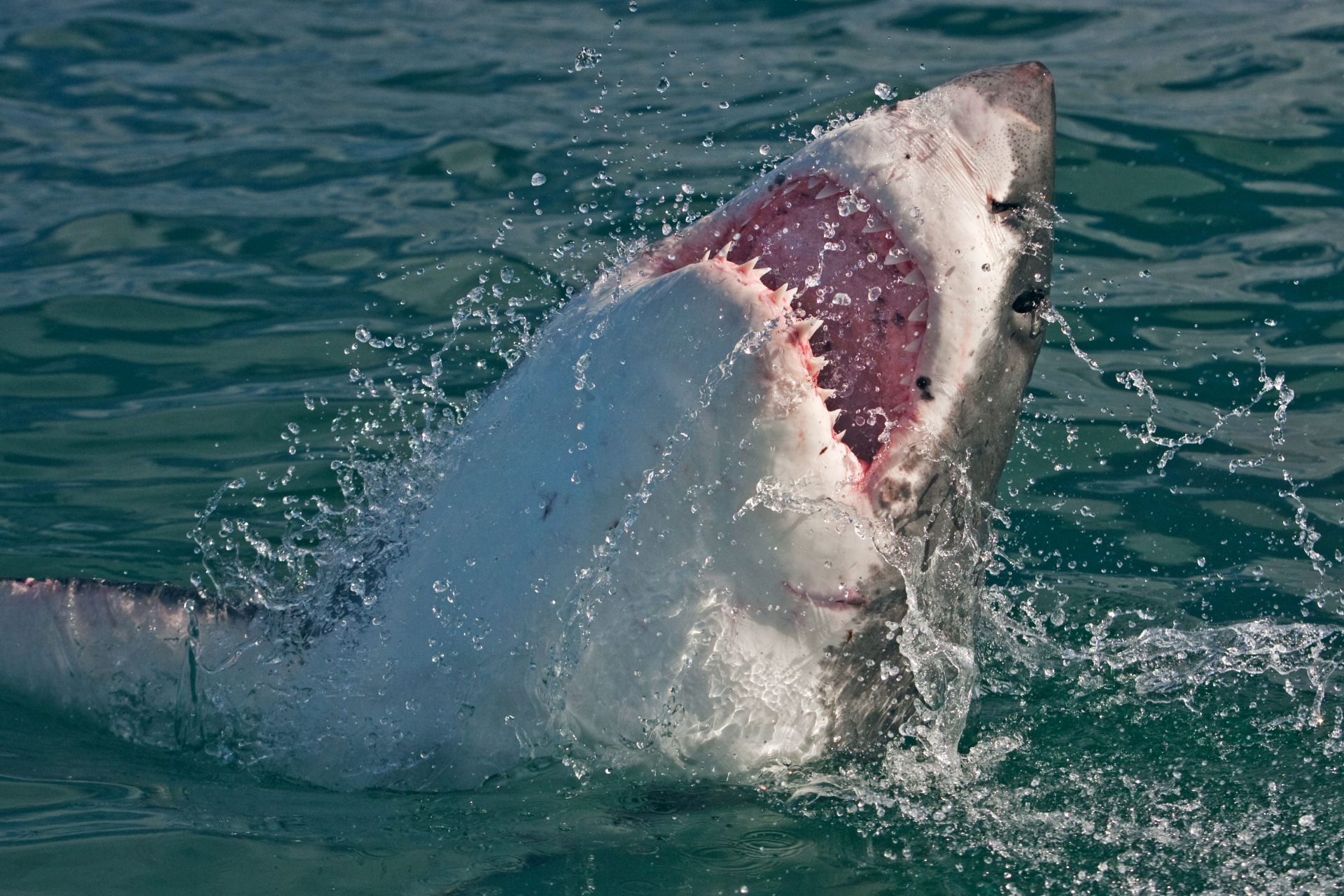 Ужасяващо: Откриха мъж, обявен за издирване, в стомаха на акула