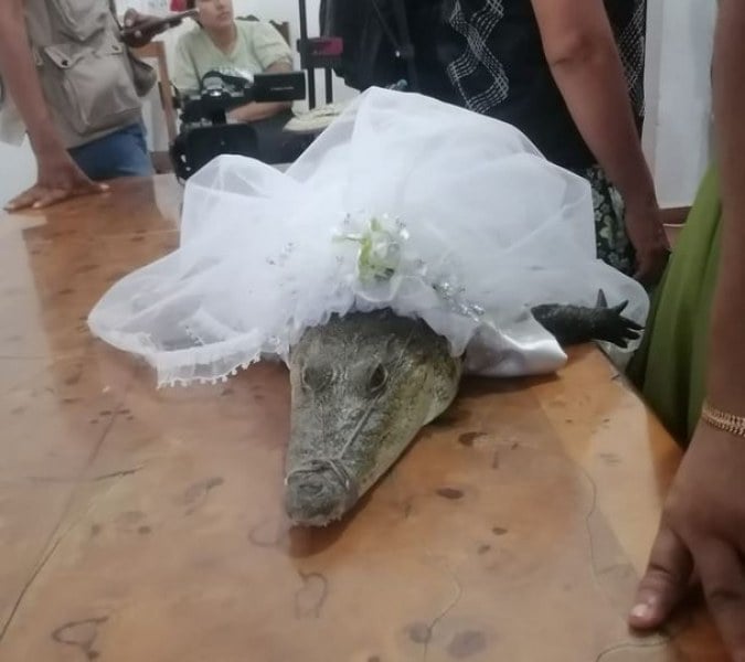 Пълен шок! Мъж се ожени за алигатор, а причината е... ВИДЕО