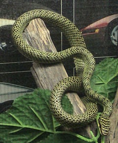 Паника в Свищов: Невиждани досега у нас отровни летящи змии нападнаха детска градина СНИМКИ