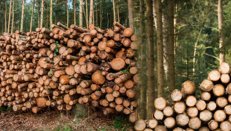 Като видите новите цени на дървата за огрев, ще ви се иска да замръзнете още сега 