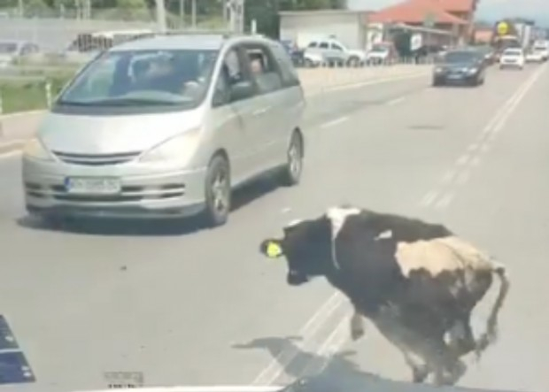 Шокираща гледка със спринтираща крава стресна столичани ВИДЕО