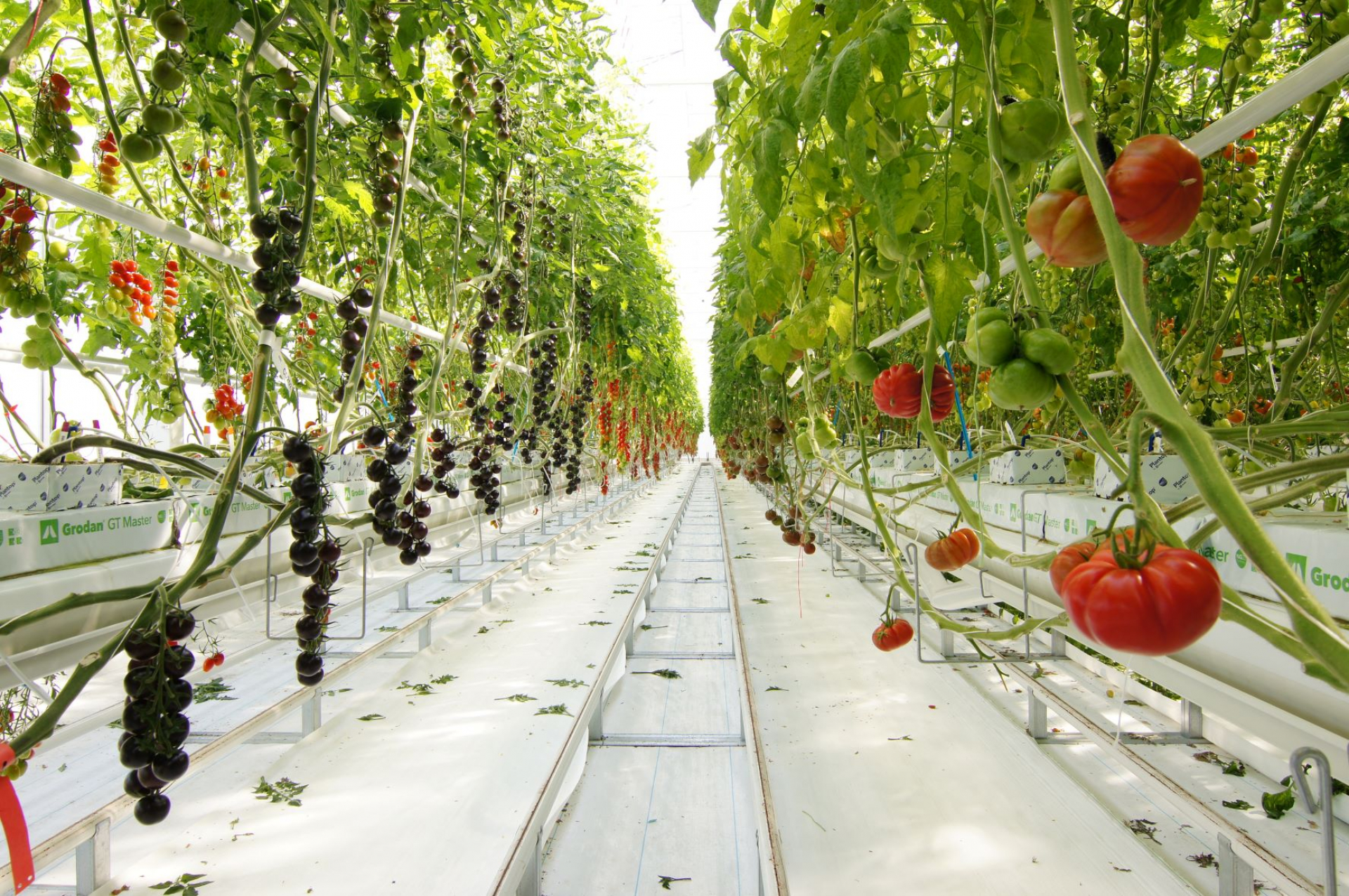 Български производители се запознаха с иновациите в отглеждането на домати в Нидерландия