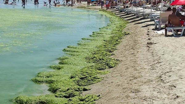 Туристите на този наш плаж не вярват на очите си, никой не посмя да влезе във водата СНИМКИ