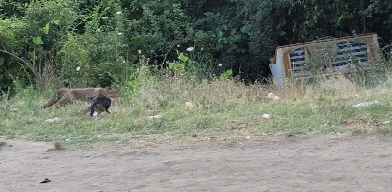 Мършава лисица влезе във Варна, котарак я пресрещна и стана страшно СНИМКИ