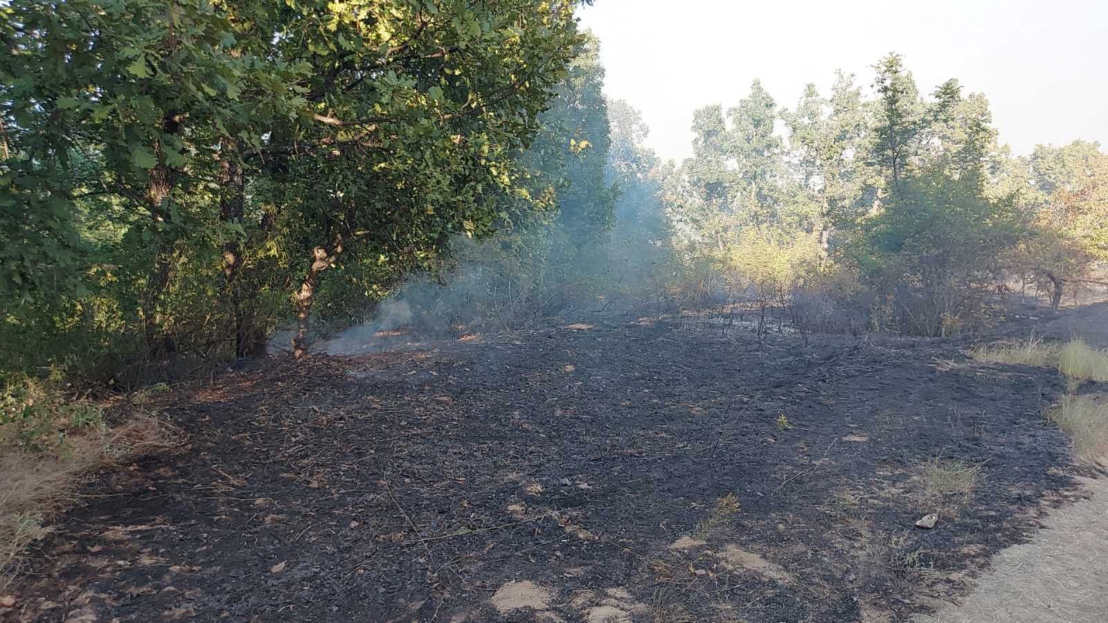 Пламна нов пожар, огнеборци спасяват гората край Пъстрово 