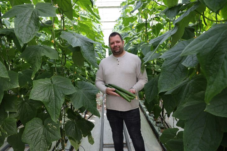  С повишаването на цените на краставиците производителите залагат на сортове с високо качество