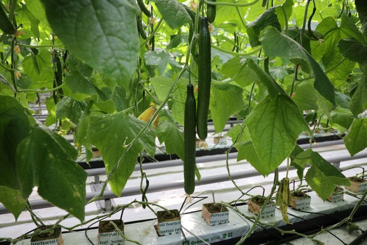  С повишаването на цените на краставиците производителите залагат на сортове с високо качество