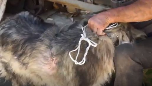 Каракачанка оцеля по чудо след жестока битка с мечка стръвница в Смолянско ВИДЕО