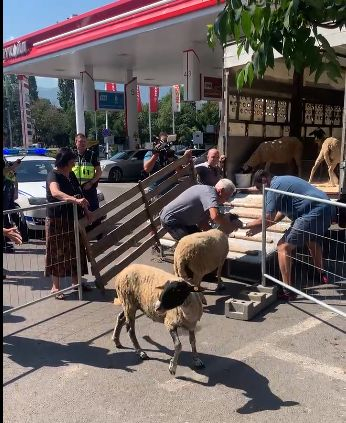 Шок! Мая Манолова разтоварва овце на столична бензиностанция ВИДЕО
