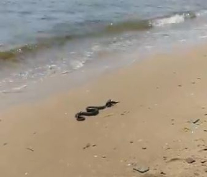 Това чудо изкара акъла на туристите на плажа в Свети Влас СНИМКА