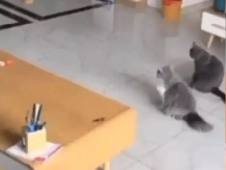 Талантливи котенца удивиха интернет с актьорските си умения ВИДЕО