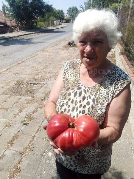 Не е за вярване какво чудо откъсна баба Руска от градината си в Айтоско СНИМКА 