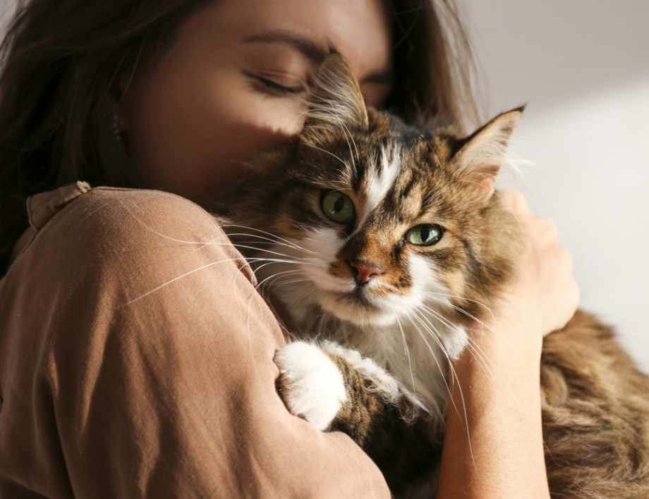 Лекар разкри защо хората с високо кръвно трябва да имат котка у дома 