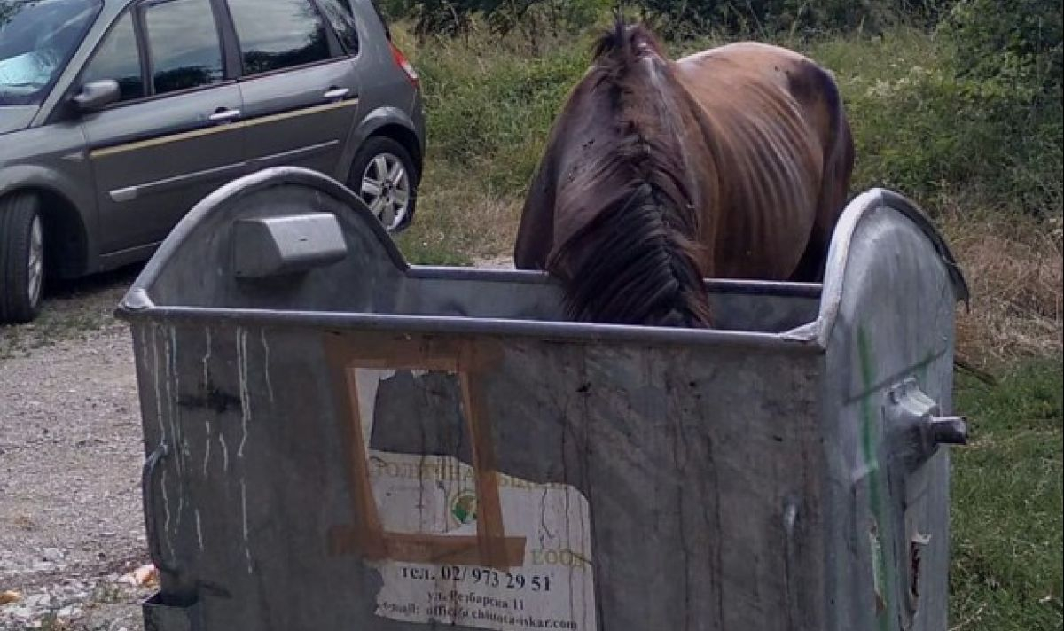 Кошмарна гледка с кон в София СНИМКА 