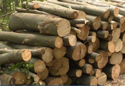 Държавата с крута мярка: Спираме износа на дървесина, да има за топло 