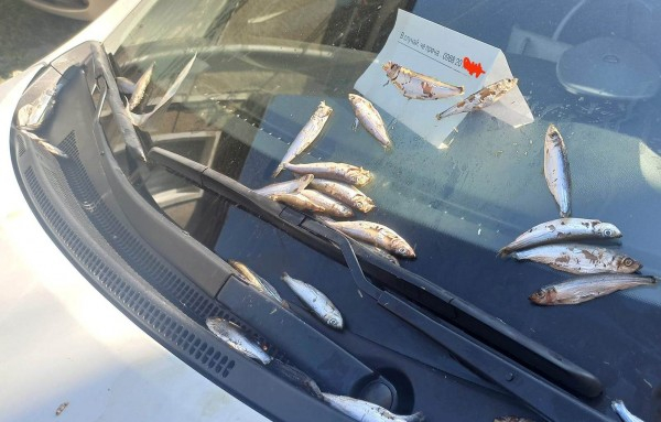 Вежлива шофьорка паркира в Поморие и я застигна гнусно отмъщение СНИМКИ 