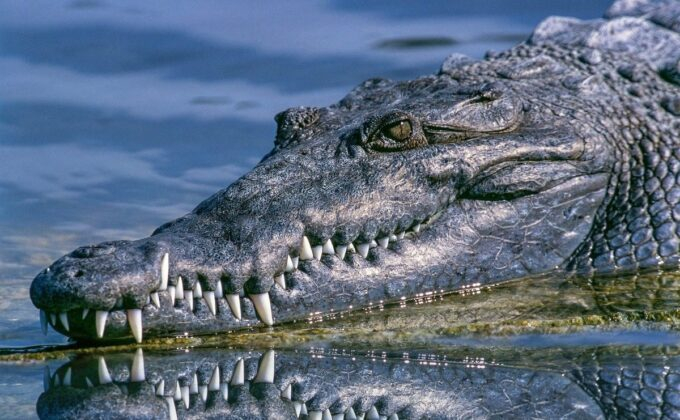 Ужасяващо ВИДЕО 18+ запечата крокодил с тялото на мъж в страховитата си паст