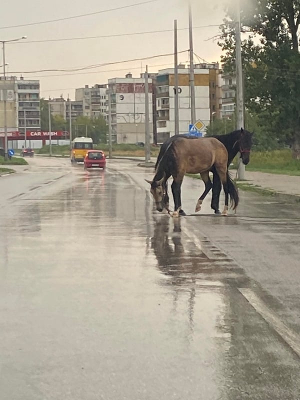 Сцена с два танцуващи коня на голям булевард втрещи Видин СНИМКИ