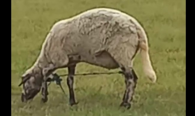 Зверство: Подлагат овце на чудовищни мъчения във Врачанско ВИДЕО