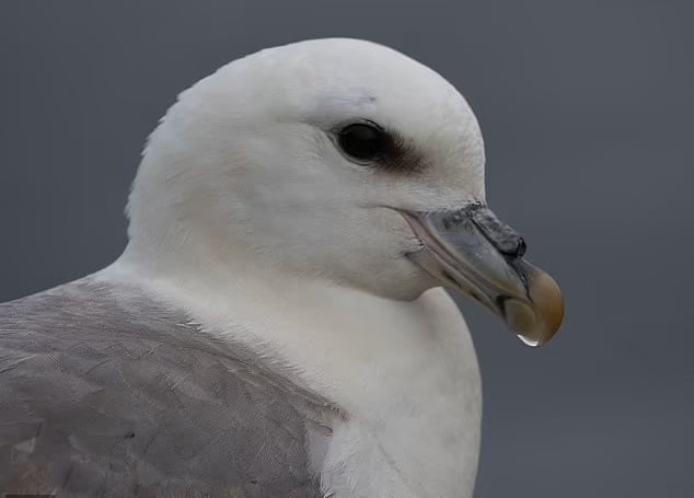 Откриха птица, излюпена преди 30 години, на необитаем остров 